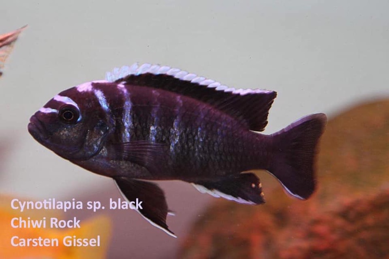 Cynotilapia afra 'Chiwi Rocks'